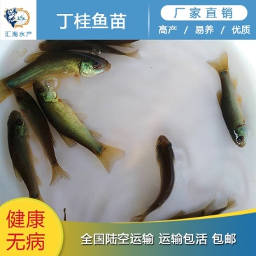 丁桂鱼苗丁贵鱼苗丁岁鱼欧洲丁桂鱼苗产地批发