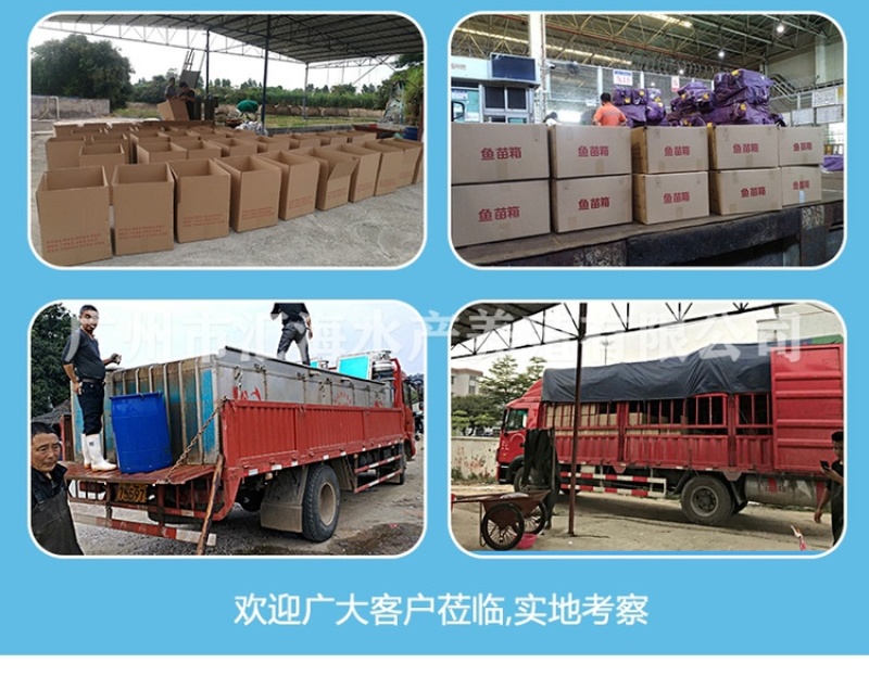 丁桂鱼苗丁贵鱼苗丁岁鱼欧洲丁桂鱼苗产地批发