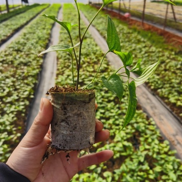 桂源红花大百部2号杯苗种子苗基地种植全国发货
