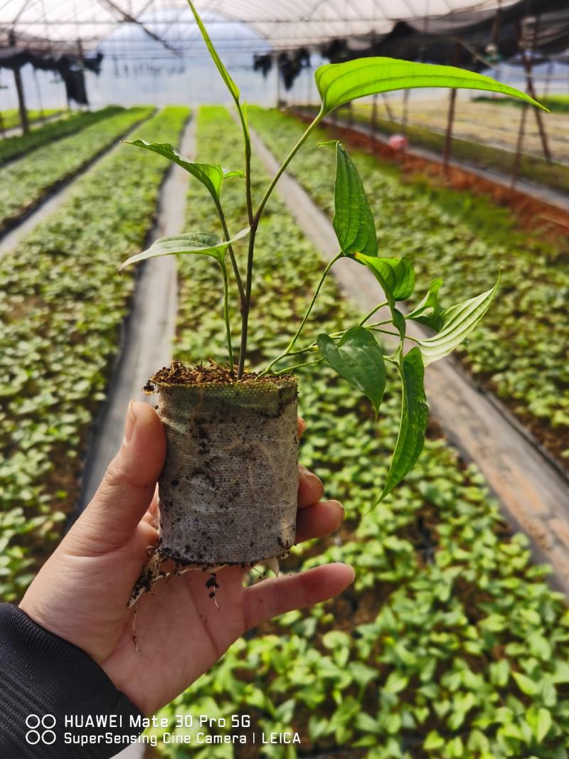 桂源红花大百部2号杯苗种子苗基地种植全国发货