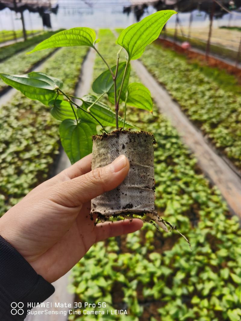 桂源红花大百部2号杯苗种子苗基地种植全国发货