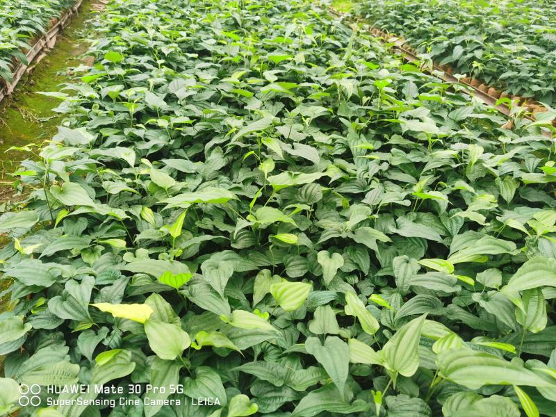 桂源红花大百部2号杯苗种子苗基地种植全国发货