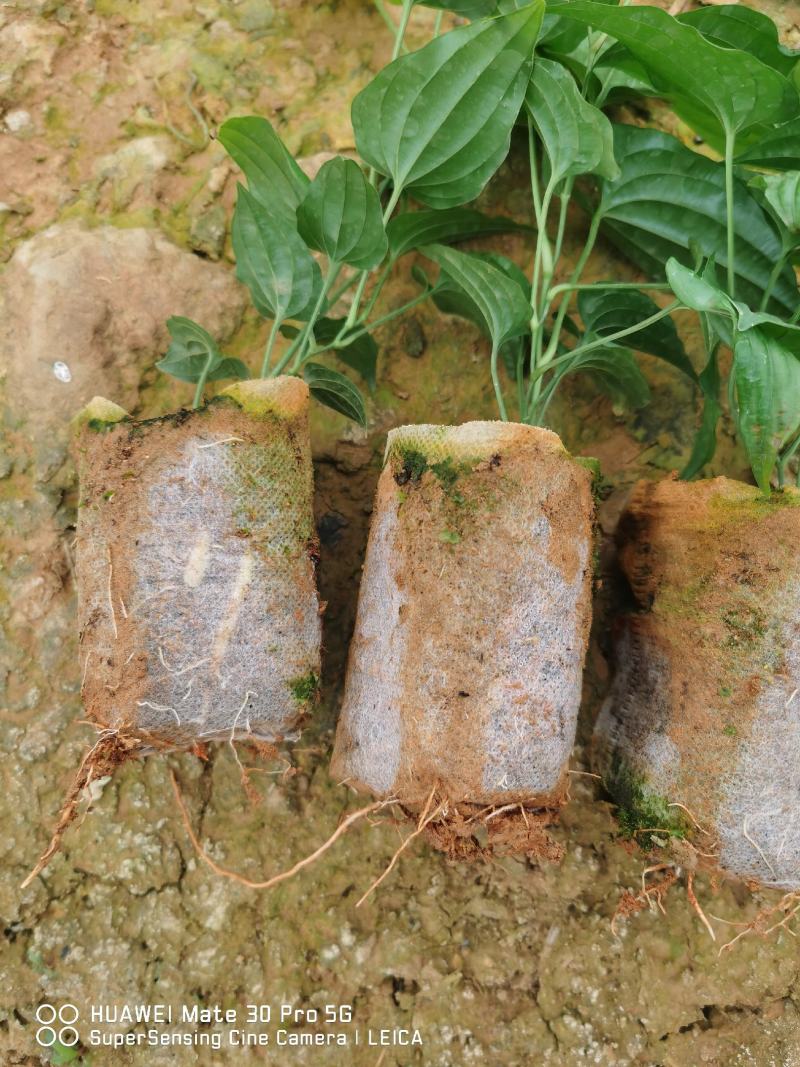 桂源红花大百部2号杯苗种子苗基地种植全国发货