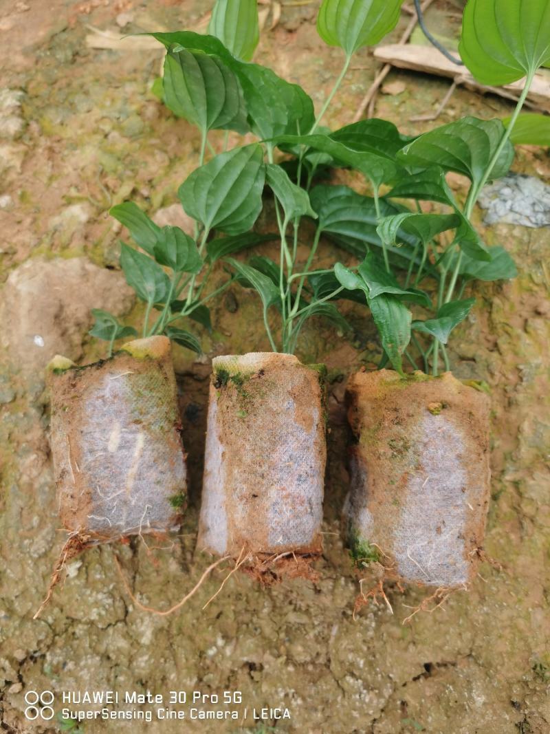 桂源红花大百部2号杯苗种子苗基地种植全国发货