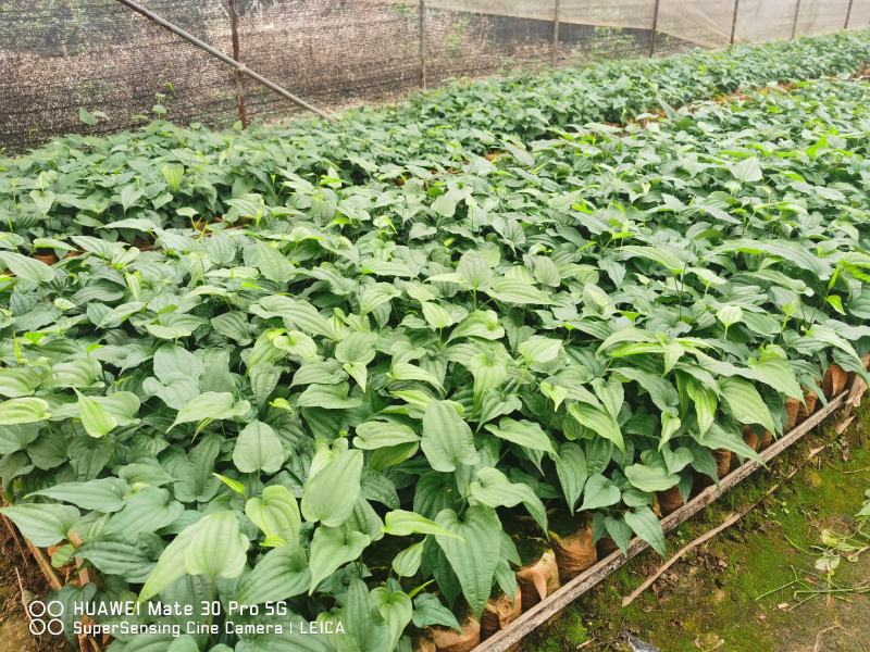 桂源红花大百部2号杯苗种子苗基地种植全国发货