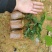 桂源红花大百部2号杯苗种子苗基地种植全国发货