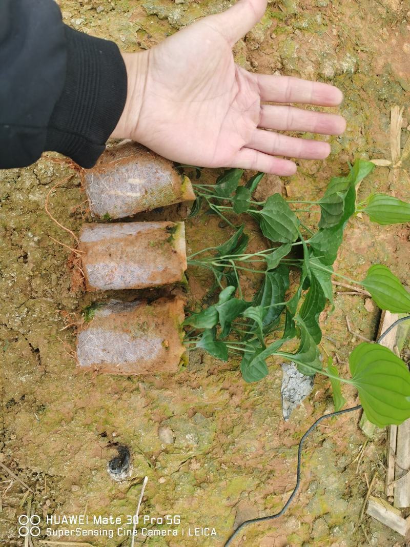 桂源红花大百部2号杯苗种子苗基地种植全国发货