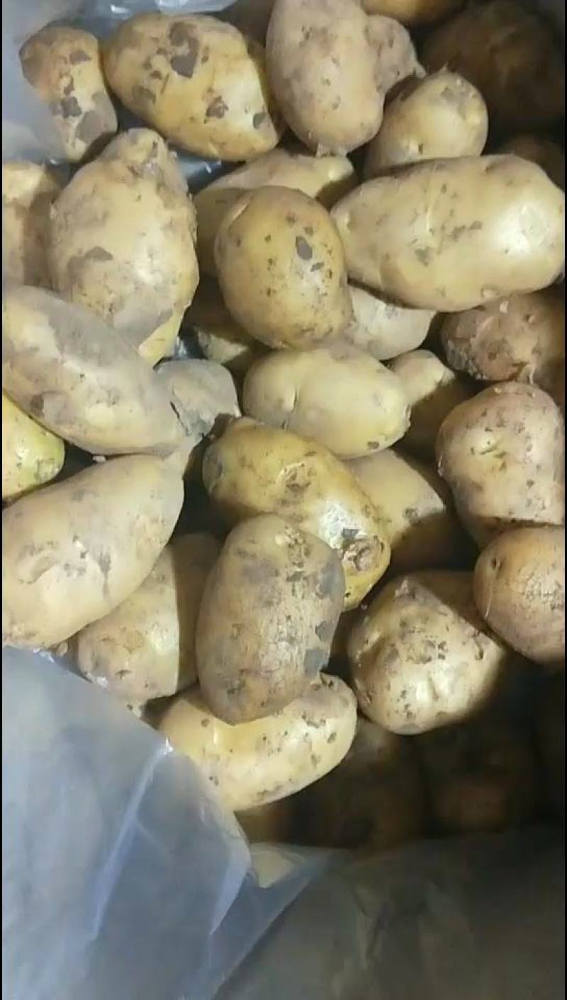 土豆三两以上箱装无网套，精品沃土，荷兰806颜色黄亮