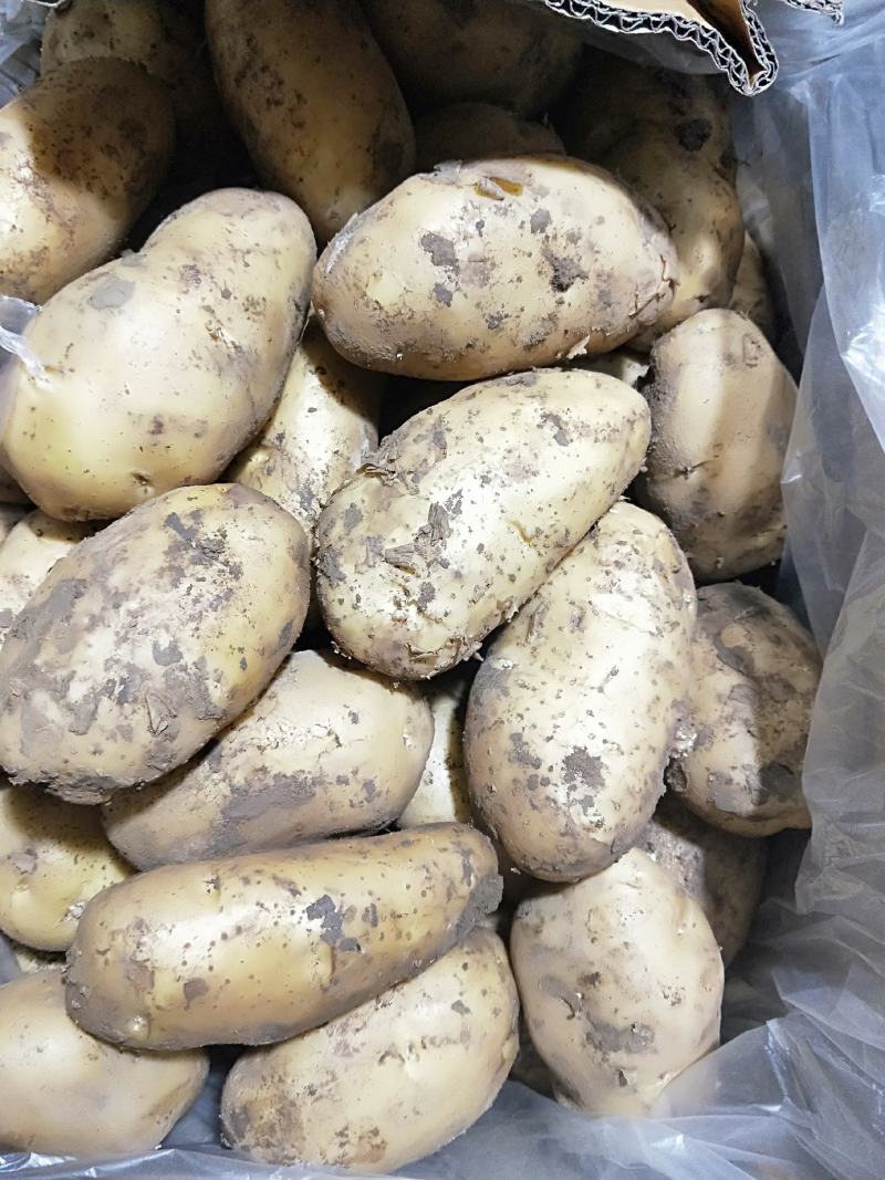 土豆三两以上箱装无网套，精品沃土，荷兰806颜色黄亮
