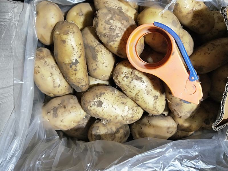 土豆三两以上箱装无网套，精品沃土，荷兰806颜色黄亮