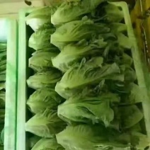 云南意大利生菜基地一首货源全国批发新鲜质量保证