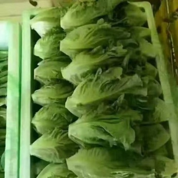云南意大利生菜基地一首货源全国批发新鲜质量保证