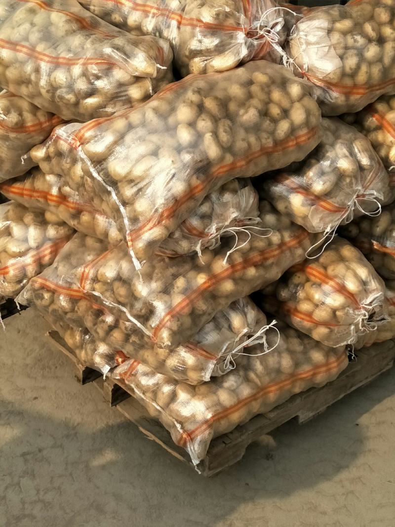 【精品批发】荷兰十五土豆袋子货诚信代办一手货源