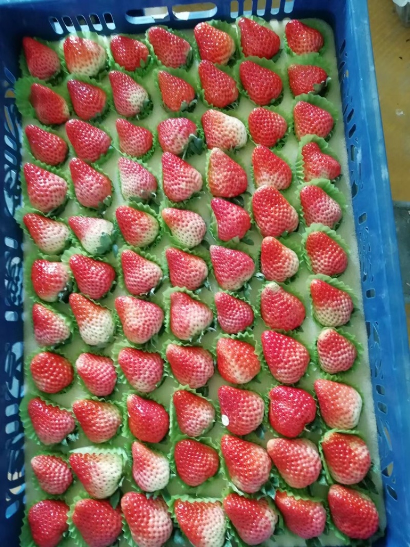 安徽泗县红颜草莓，量大，果型好，味美，香甜可口，