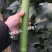 丝瓜苗、杂交丝瓜种苗、