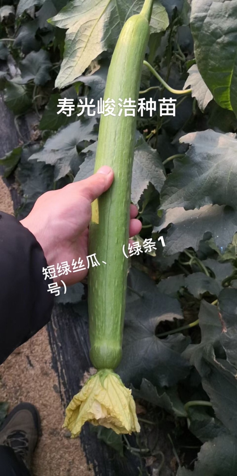 丝瓜苗、杂交丝瓜种苗、