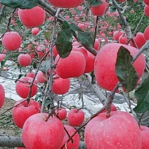 静宁优质纯山地早期红富士