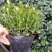 金鱼花吊兰植物盆栽花卉四季开花不断室内阳台吸甲醛净化空气