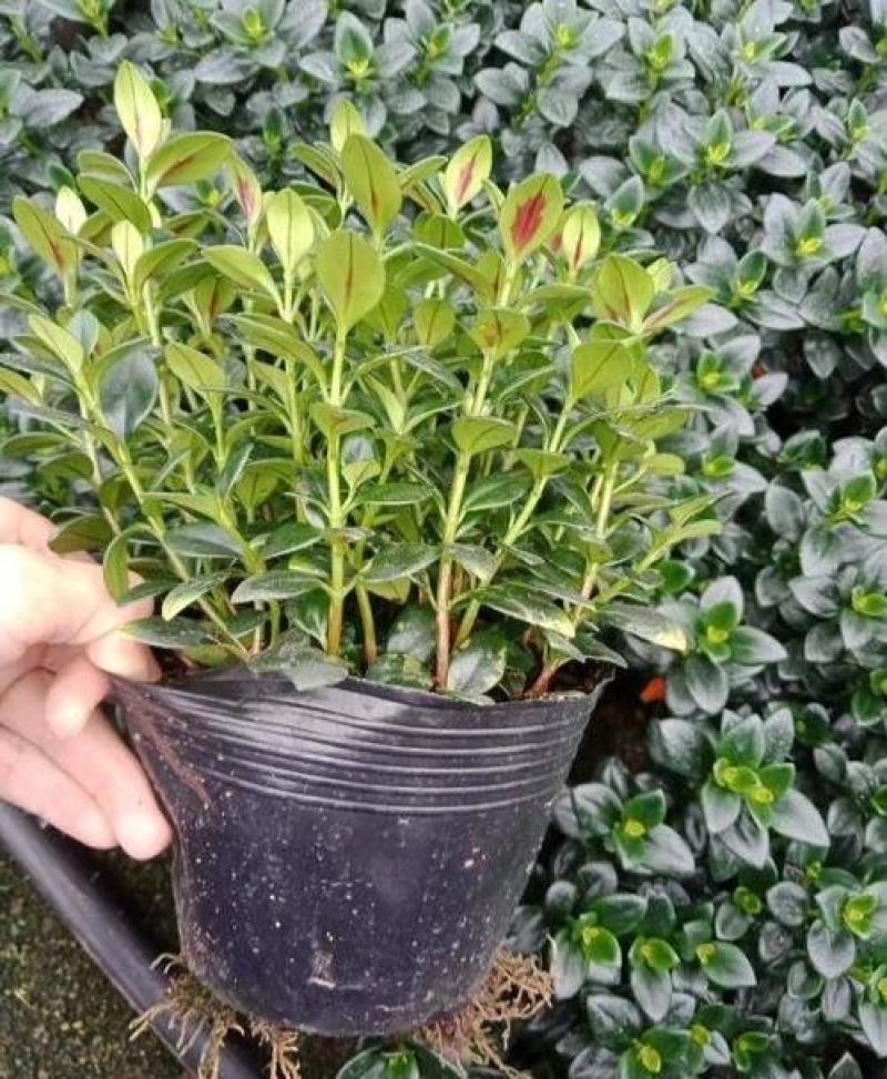 金鱼花吊兰植物盆栽花卉四季开花不断室内阳台吸甲醛净化空气