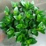 金鱼花吊兰植物盆栽花卉四季开花不断室内阳台吸甲醛净化空气