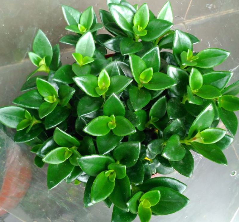 金鱼花吊兰植物盆栽花卉四季开花不断室内阳台吸甲醛净化空气