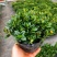 金鱼花吊兰植物盆栽花卉四季开花不断室内阳台吸甲醛净化空气