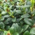 金鱼花吊兰植物盆栽花卉四季开花不断室内阳台吸甲醛净化空气