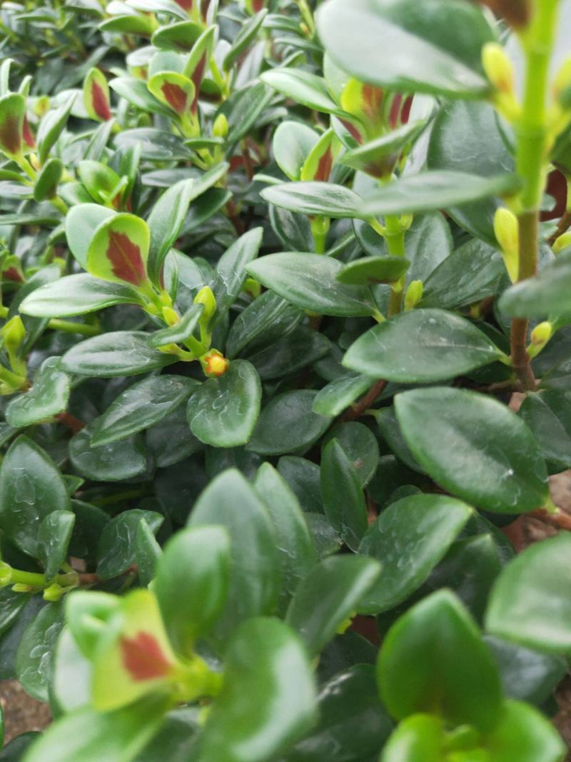 金鱼花吊兰植物盆栽花卉四季开花不断室内阳台吸甲醛净化空气