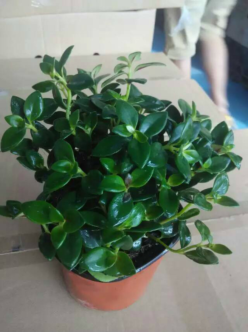 金鱼花吊兰植物盆栽花卉四季开花不断室内阳台吸甲醛净化空气