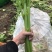#热销推荐#芹菜，品质保证优良！大颗、中课，小颗