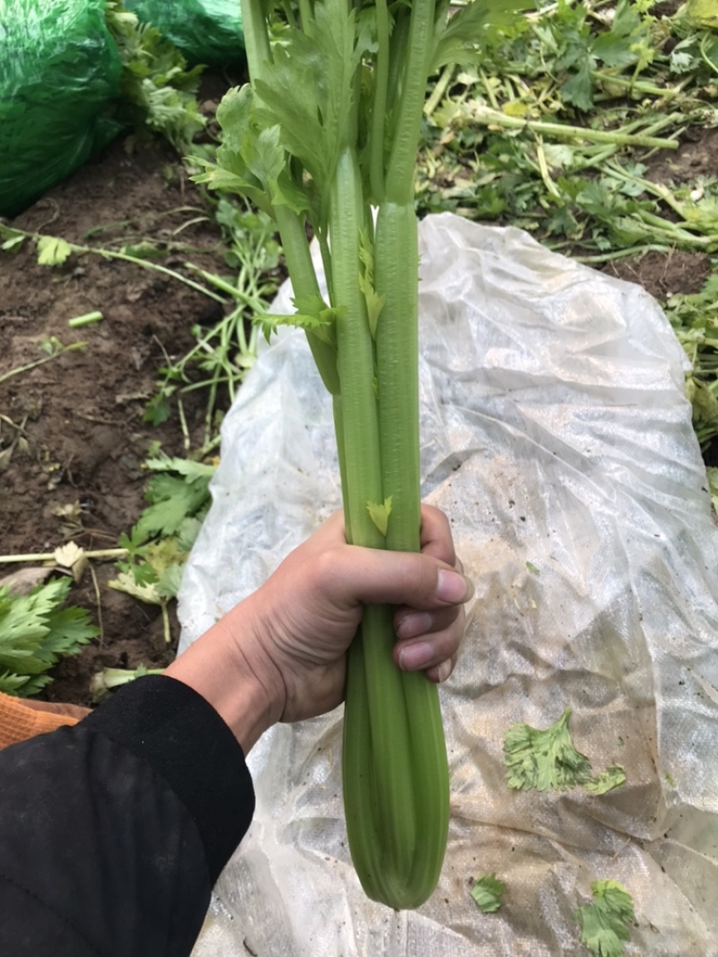 #热销推荐#芹菜，品质保证优良！大颗、中课，小颗