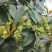 散装八角茴香种子大茴香八角树种籽家庭农家种植蔬菜种子香料