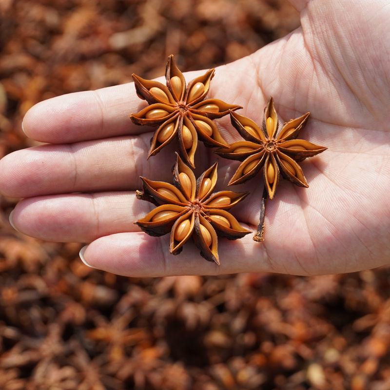 散装八角茴香种子大茴香八角树种籽家庭农家种植蔬菜种子香料