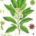 散装八角茴香种子大茴香八角树种籽家庭农家种植蔬菜种子香料