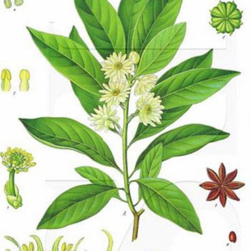 散装八角茴香种子大茴香八角树种籽家庭农家种植蔬菜种子香料