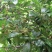 散装八角茴香种子大茴香八角树种籽家庭农家种植蔬菜种子香料