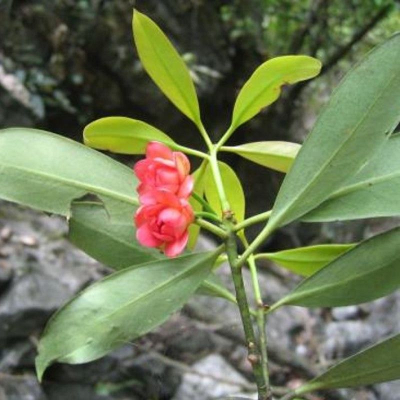 散装八角茴香种子大茴香八角树种籽家庭农家种植蔬菜种子香料