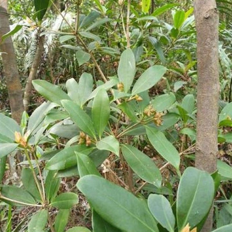 散装八角茴香种子大茴香八角树种籽家庭农家种植蔬菜种子香料