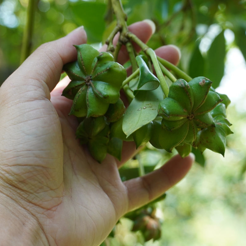 散装八角茴香种子大茴香八角树种籽家庭农家种植蔬菜种子香料