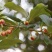 散装八角茴香种子大茴香八角树种籽家庭农家种植蔬菜种子香料