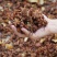 散装八角茴香种子大茴香八角树种籽家庭农家种植蔬菜种子香料