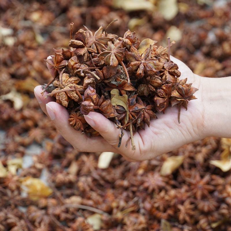 散装八角茴香种子大茴香八角树种籽家庭农家种植蔬菜种子香料