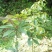 散装八角茴香种子大茴香八角树种籽家庭农家种植蔬菜种子香料