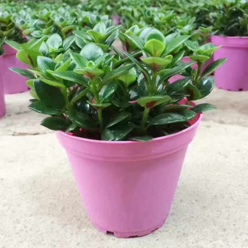 金鱼花吊兰植物盆栽花卉四季开花不断室内阳台吸甲醛净化空气