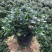 金鱼花吊兰植物盆栽花卉四季开花不断室内阳台吸甲醛净化空气