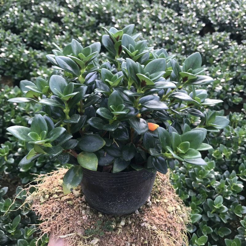 金鱼花吊兰植物盆栽花卉四季开花不断室内阳台吸甲醛净化空气