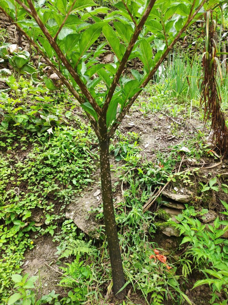 魔芋豆腐原材料，陕南魔芋种植基地魔芋种子。