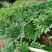 魔芋豆腐原材料，陕南魔芋种植基地魔芋种子。