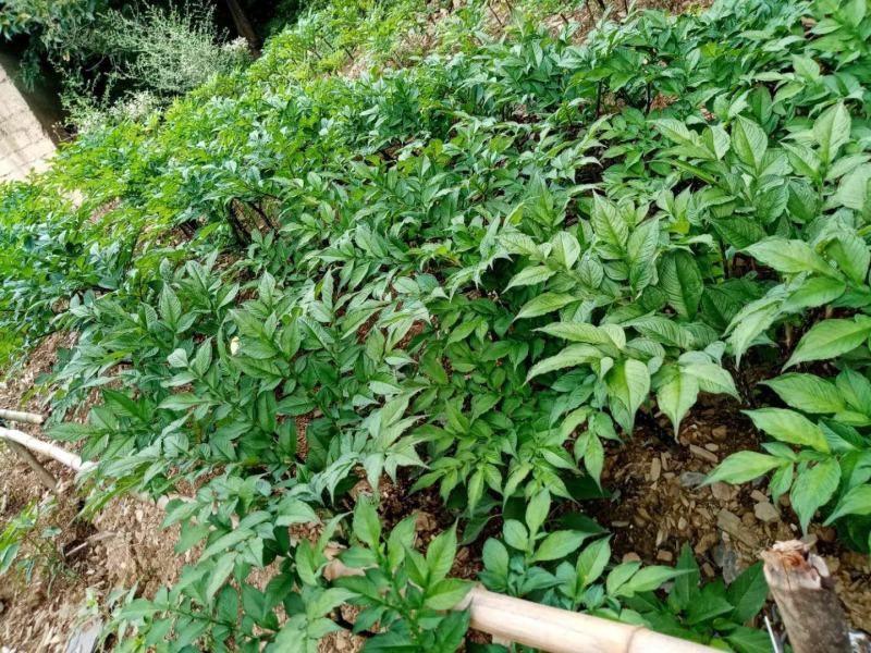 魔芋豆腐原材料，陕南魔芋种植基地魔芋种子。