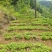 魔芋豆腐原材料，陕南魔芋种植基地魔芋种子。